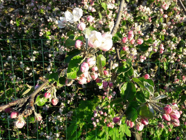 Bloom
