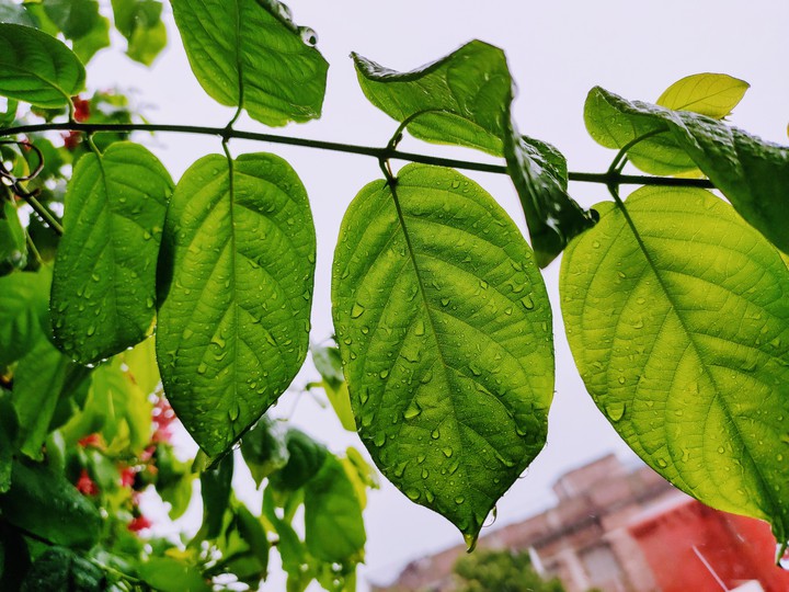plants