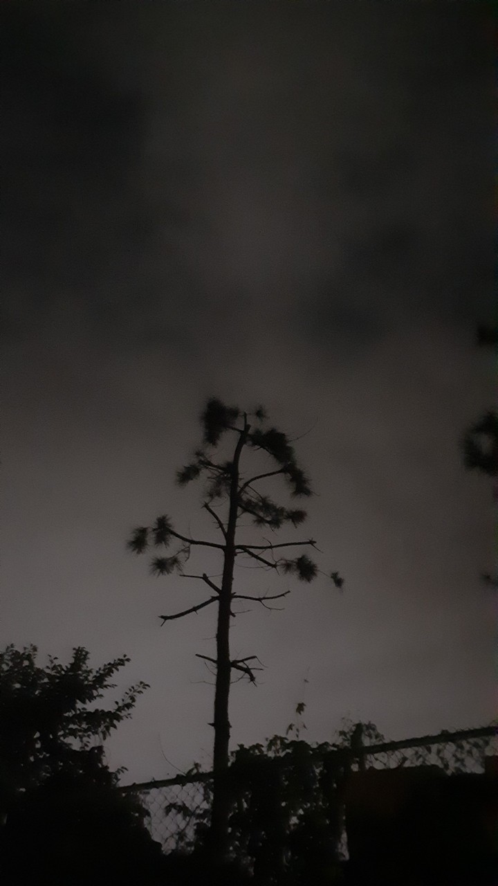나무? Tree