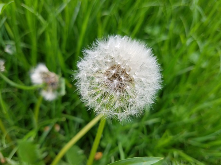 Make a wish!