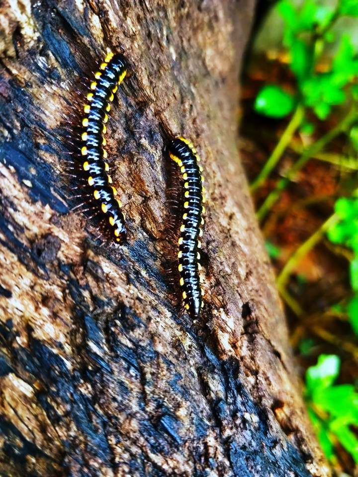 Catapilar