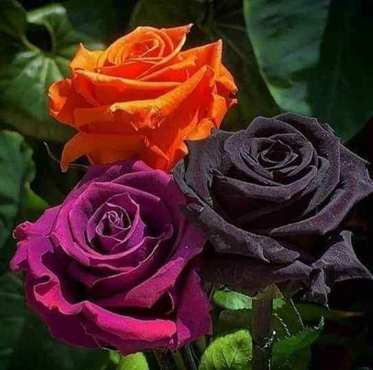 Rosas ?