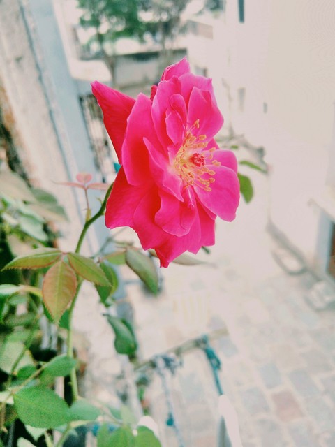 flora, photography वॉलपेपर