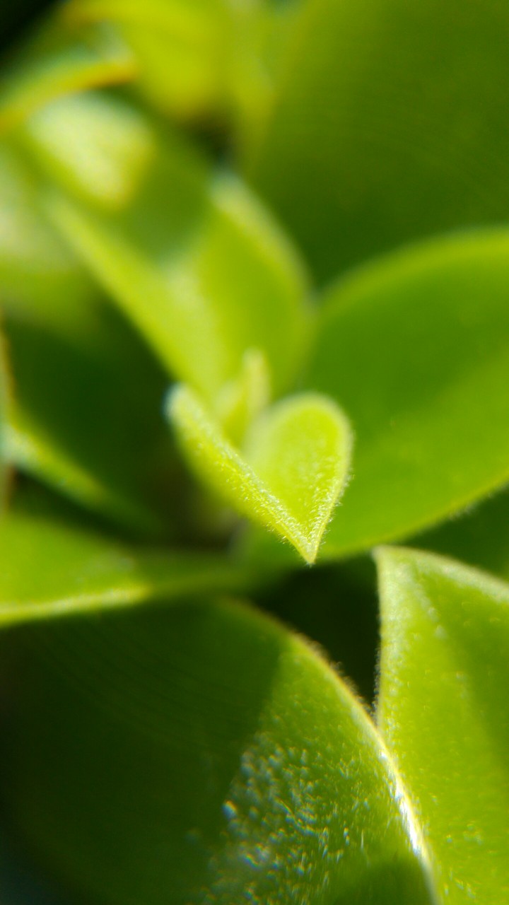 Plant from close-up
