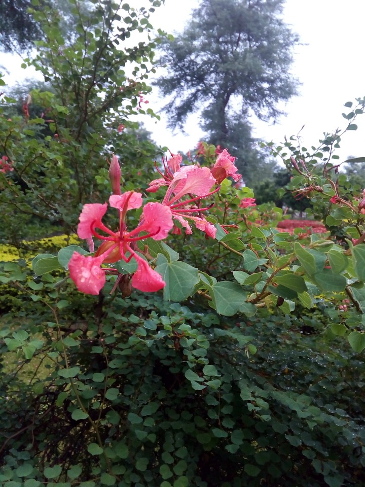 Flower