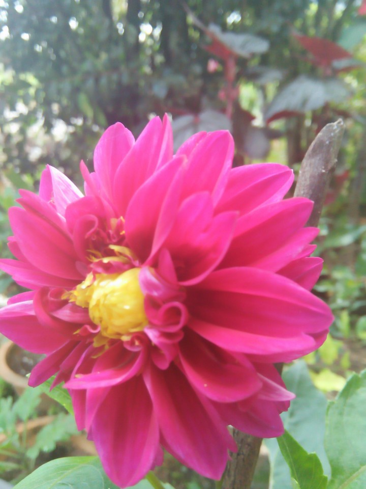 flower at my house part2