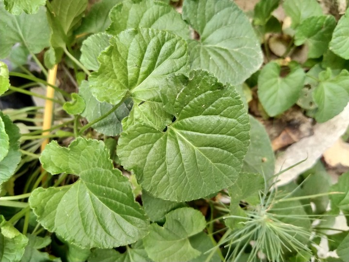 Green leaves