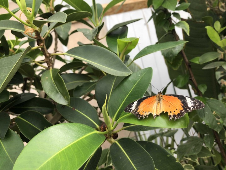 butterfly