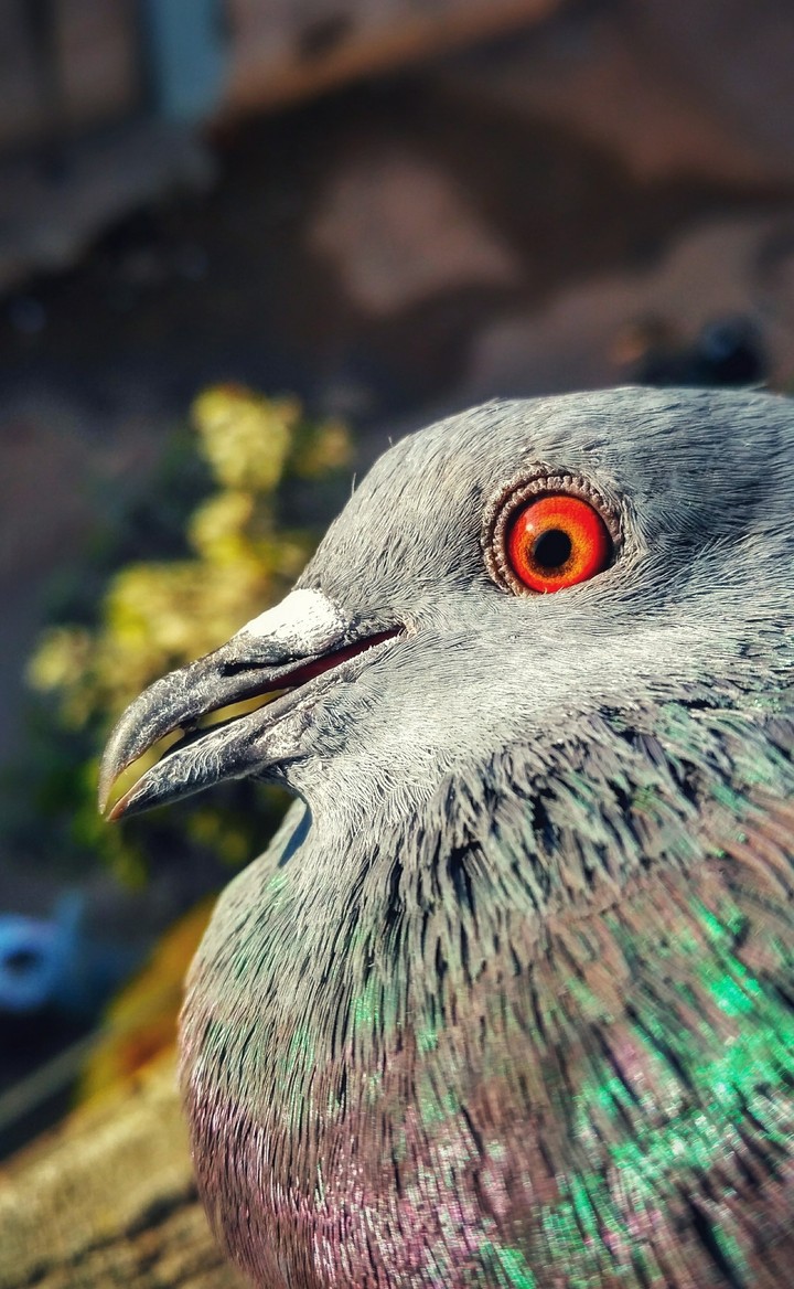 bird's are love
