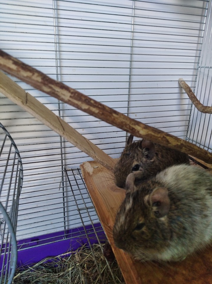 degu