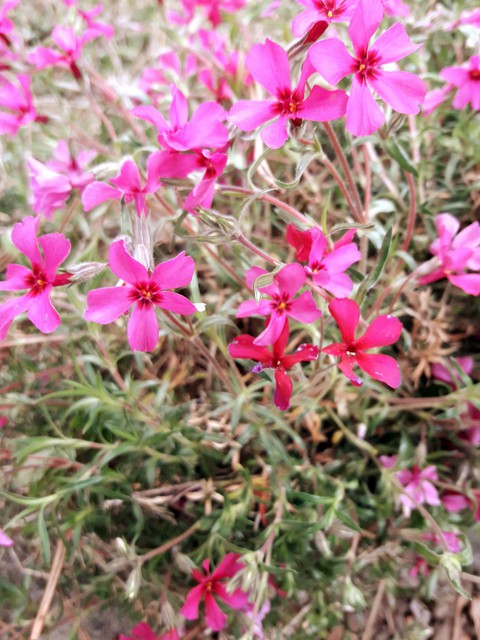 sfondi petal, plant