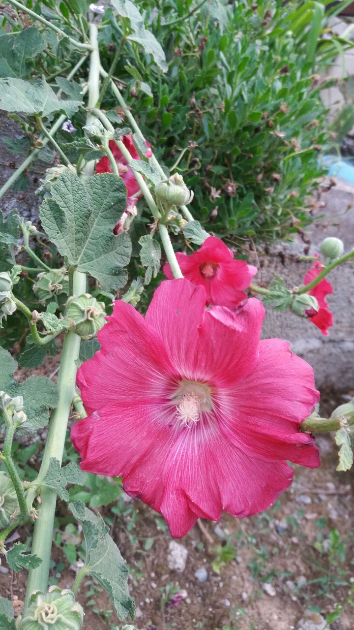 flower