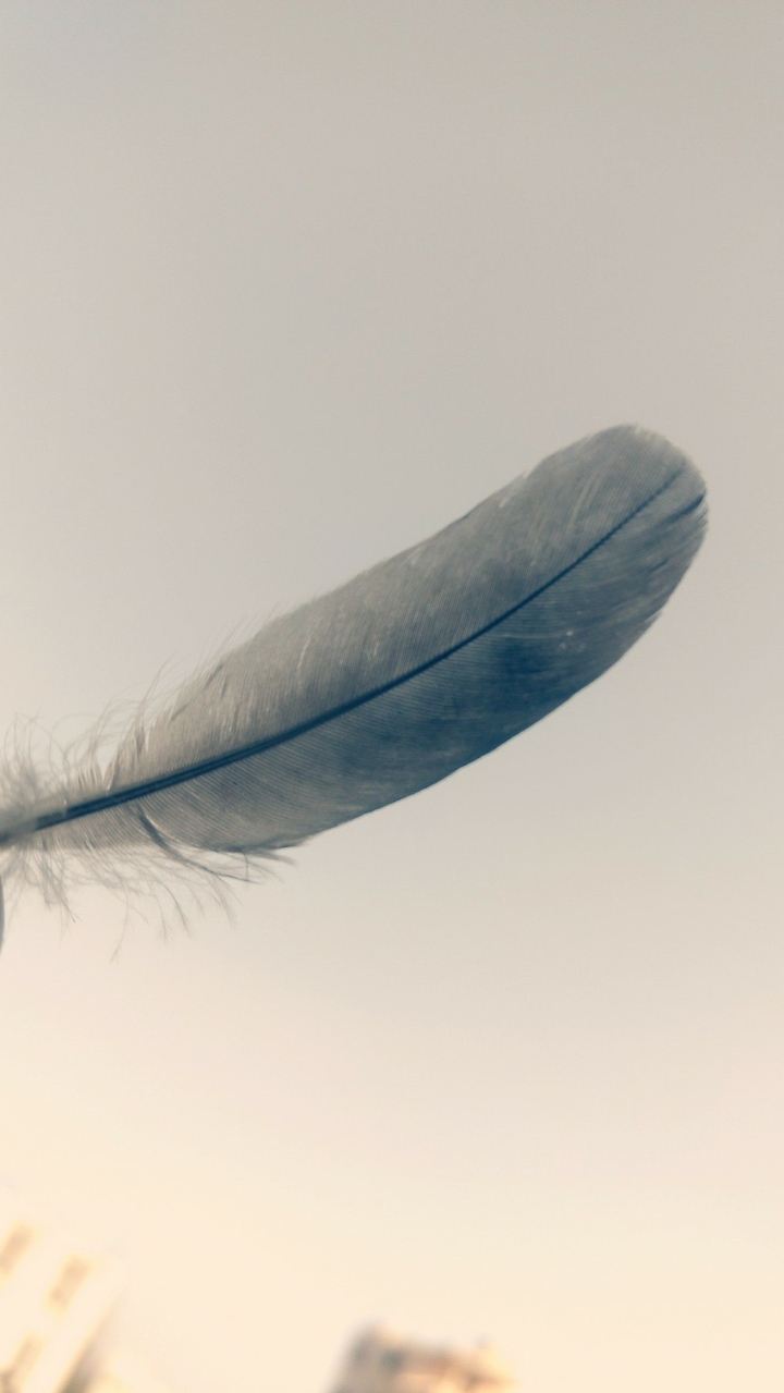 #wings #sky