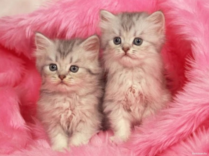 Two kitty