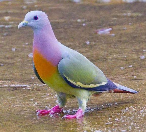 Bird