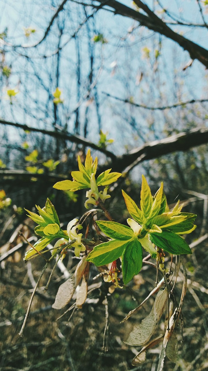 ☘