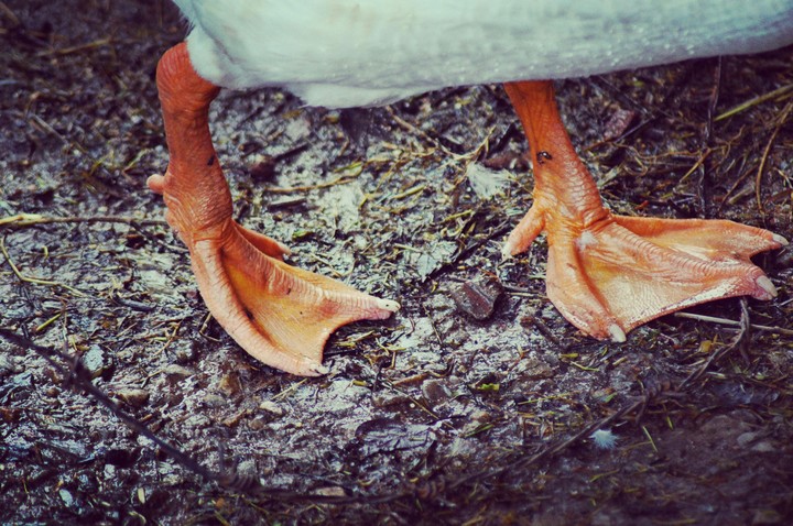 Happy feet