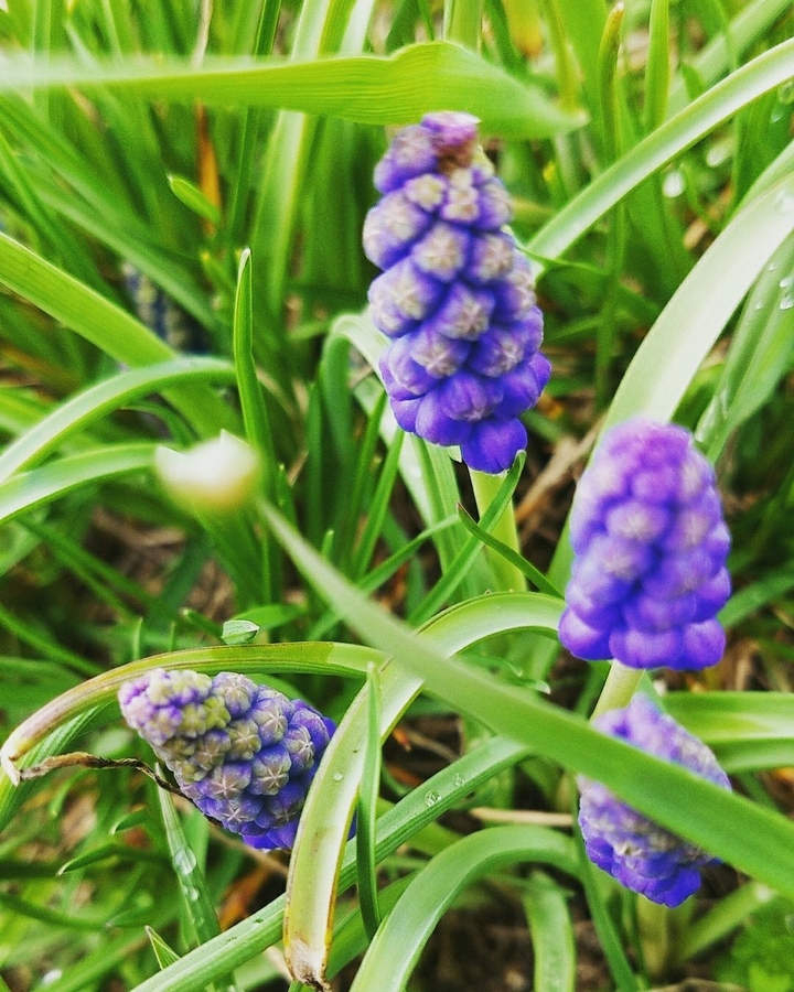 Spring Flowers