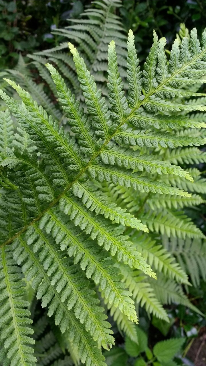 Plant