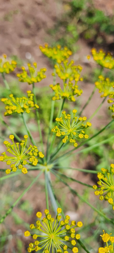 dillflower
