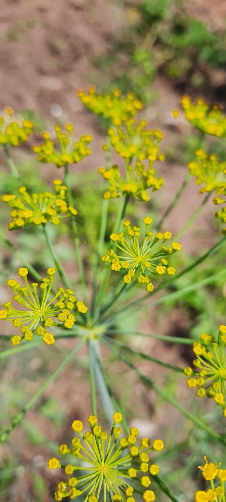 dillflower