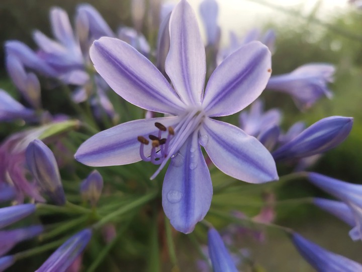 purple