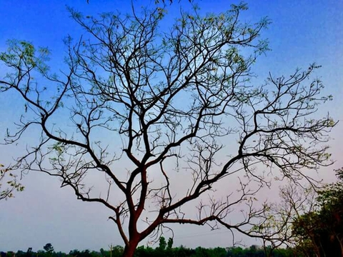 tree