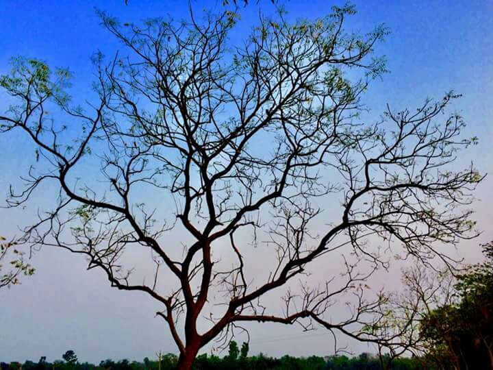 tree