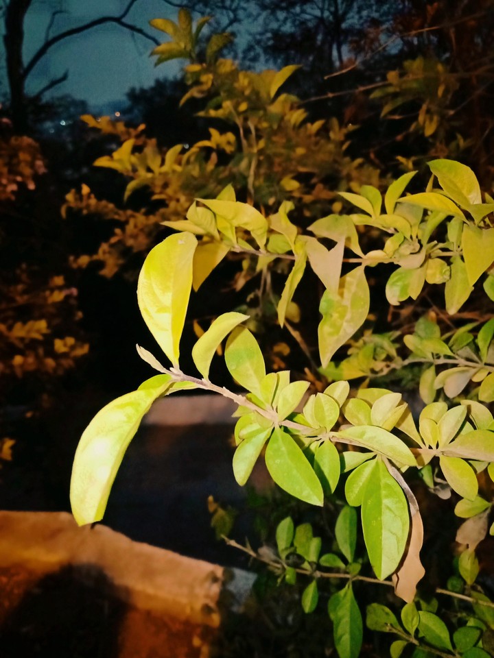 nature club