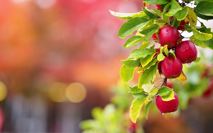 apples
