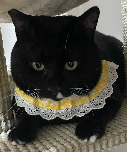 тапети grey, whiskers