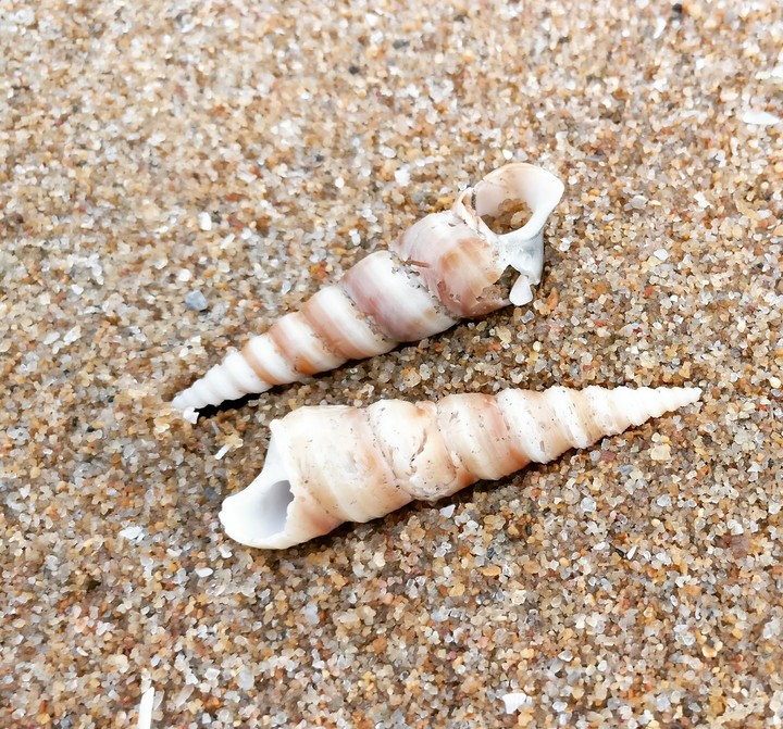 shells