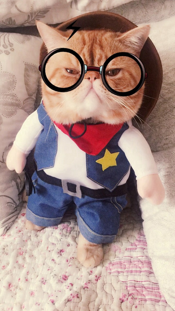 cat