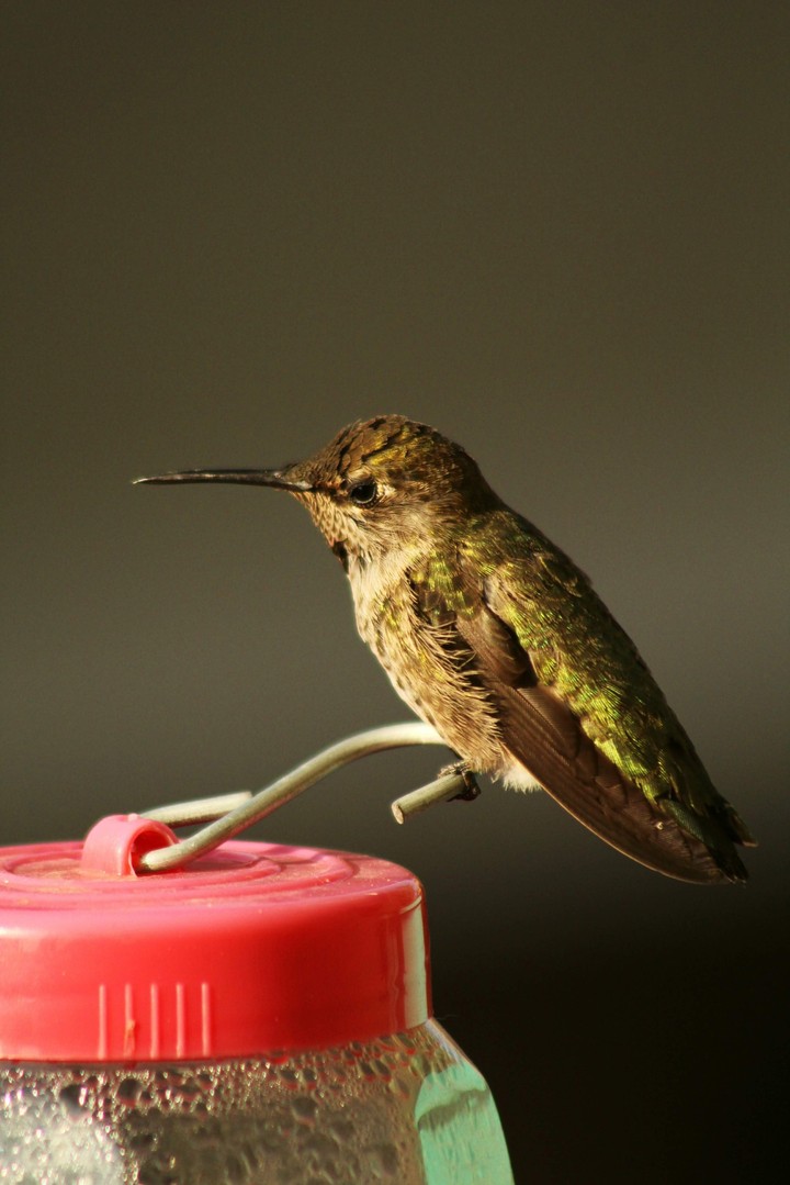 hummingbird perched