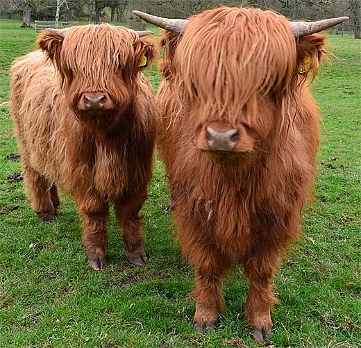 scotland cow