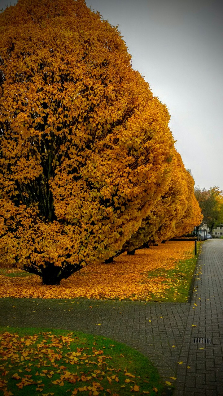 Herbst