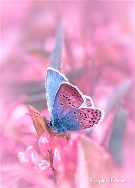 mariposa