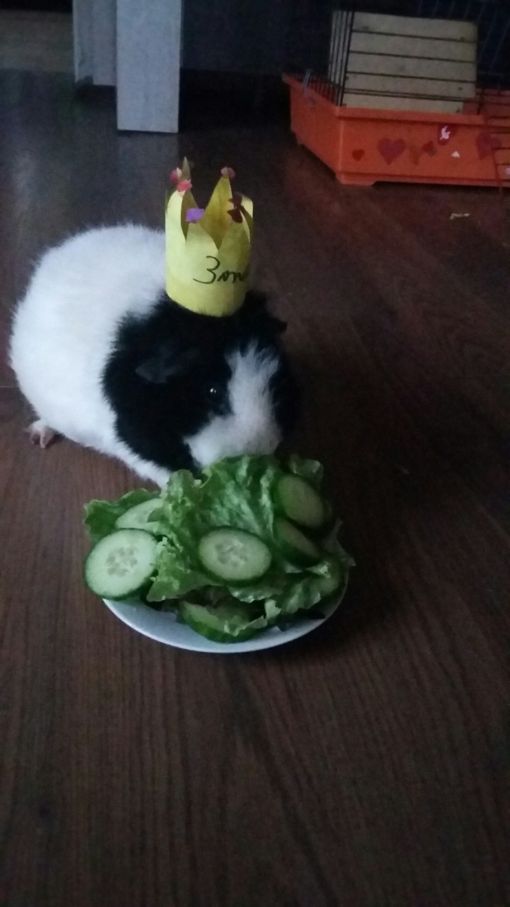 my guinea pig birthday❤❤❤❤❤