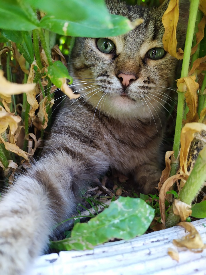 кошка