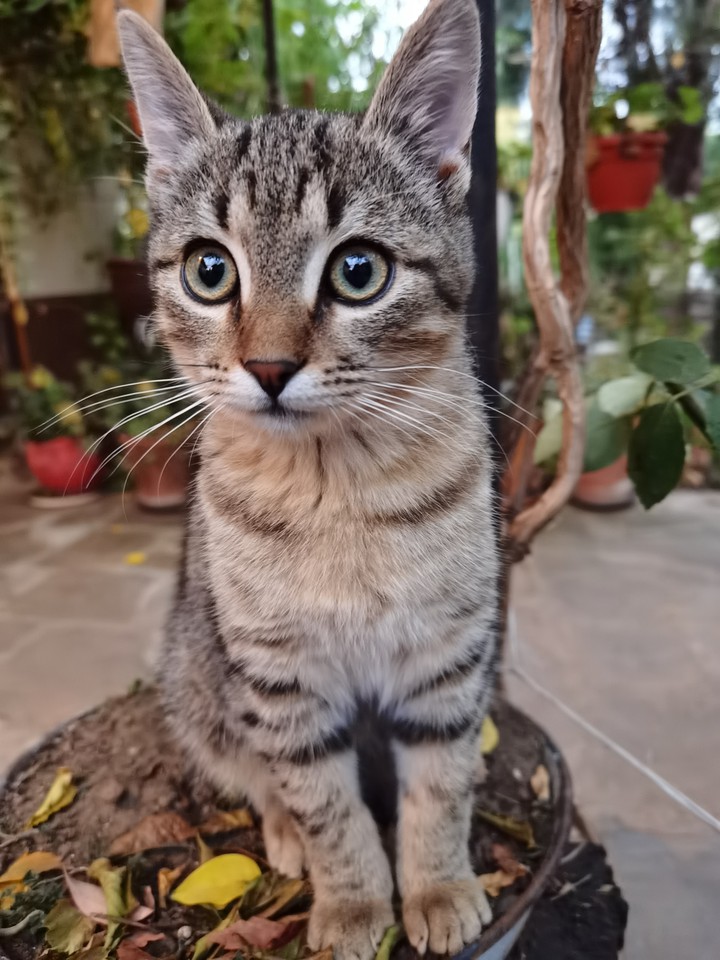 Beautiful kitten