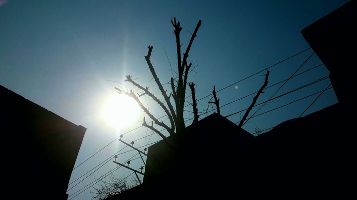 shine on tree