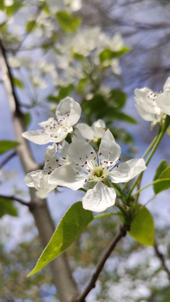 Blossom