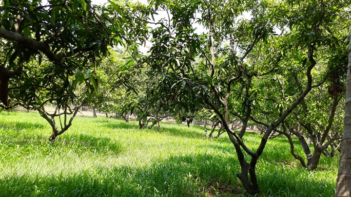 Nature