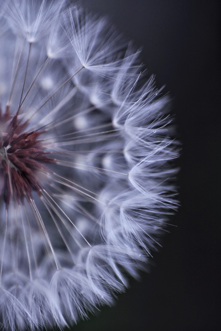 dandelion