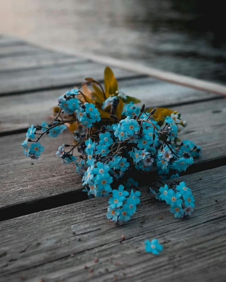 Blue flower