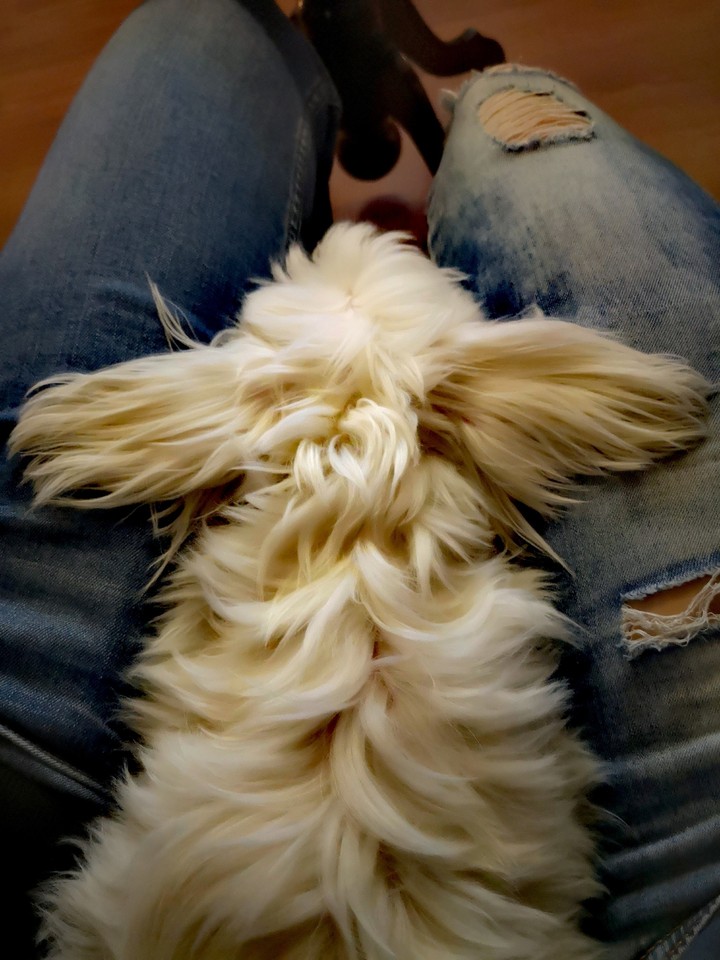 dog