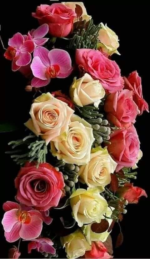 lindas rosas