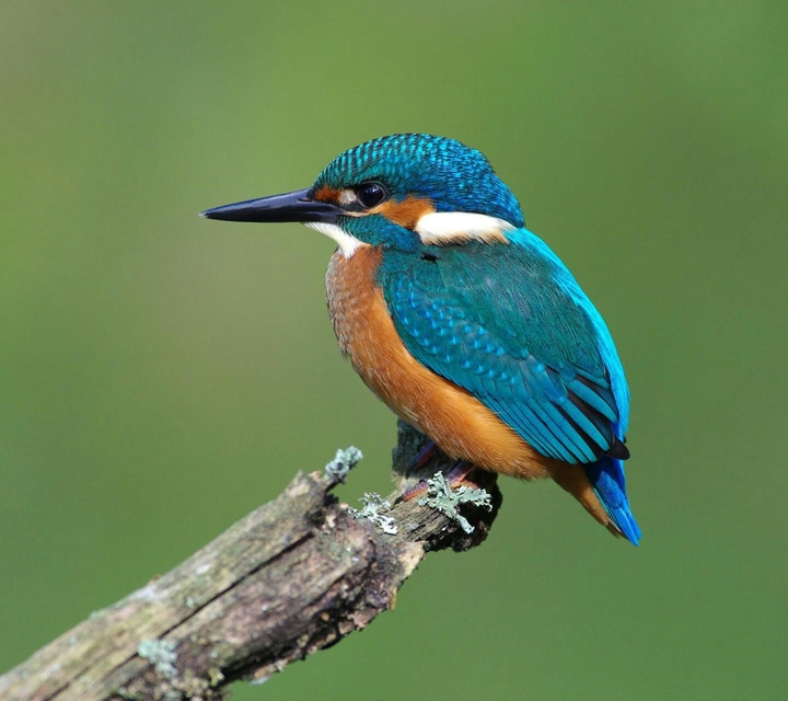 Kingfisher