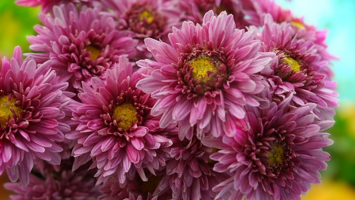 Flowers
