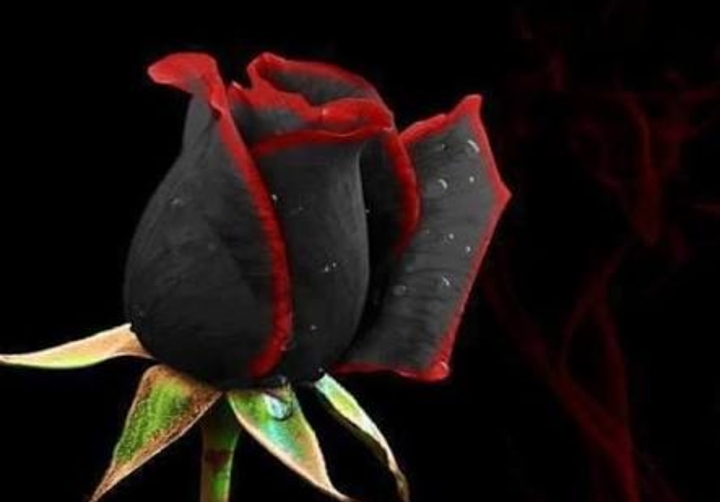 blackk